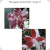 P. gigantea Jumbo Orchids x tetraspis C1
